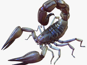 Water Scorpion 3D Model