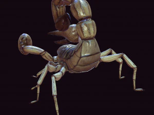 Water Scorpion 3D Model