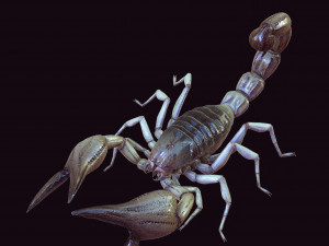 Water Scorpion 3D Модель