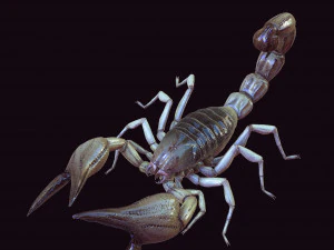 Water Scorpion 3D Model