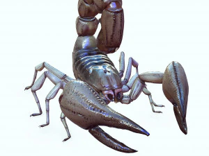 Water Scorpion 3D Model