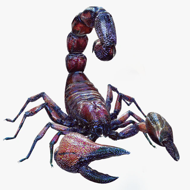 Egyptian Scorpion 3D Model .c4d .max .obj .3ds .fbx .stl .blend 