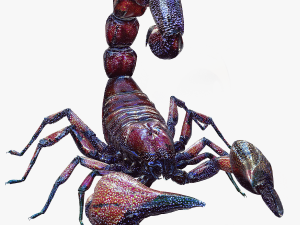 Egyptian Scorpion 3D Model