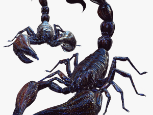 Egyptian Scorpion 3D Model