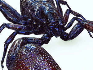 Egyptian Scorpion 3D Model