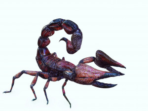 Egyptian Scorpion 3D Model