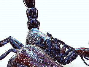 Egyptian Scorpion 3D Model