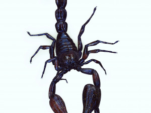 Egyptian Scorpion 3D Model