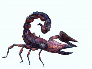 Egyptian Scorpion 3D Model