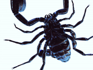 Egyptian Scorpion 3D Model