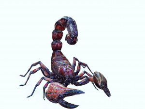 Egyptian Scorpion 3D Model