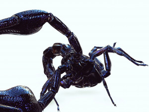 Egyptian Scorpion 3D Model