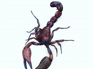 Egyptian Scorpion 3D Model