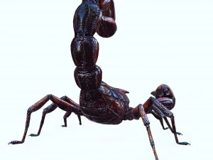 Egyptian Scorpion 3D Model