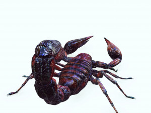 Egyptian Scorpion 3D Model