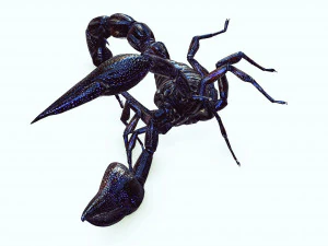 Egyptian Scorpion 3D Model