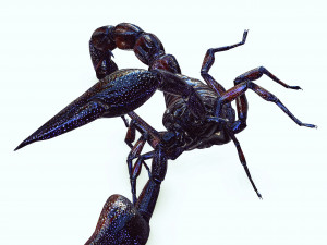 Egyptian Scorpion 3D Model