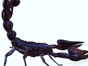Egyptian Scorpion 3D Model