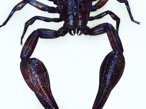 Egyptian Scorpion 3D Model
