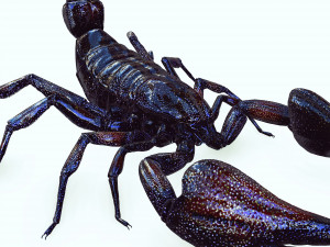 Egyptian Scorpion 3D Model