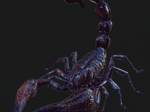 Egyptian Scorpion 3D Model