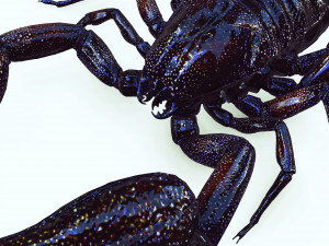 Egyptian Scorpion 3D Model