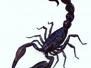 Egyptian Scorpion 3D Model