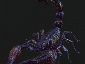 Egyptian Scorpion 3D Model