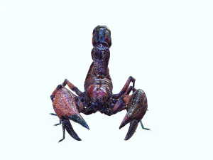 Egyptian Scorpion 3D Model