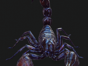 Egyptian Scorpion 3D Model