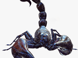 Egyptian Scorpion 3D Model