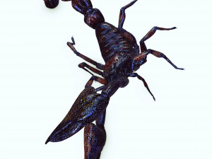 Egyptian Scorpion 3D Model