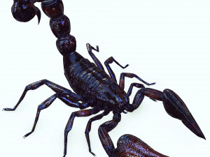Egyptian Scorpion 3D Model