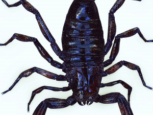 Egyptian Scorpion 3D Model