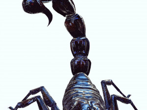 Egyptian Scorpion 3D Model