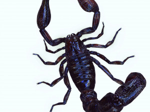 Egyptian Scorpion 3D Model