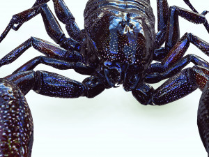 Egyptian Scorpion 3D Model