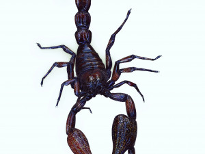 Egyptian Scorpion 3D Model