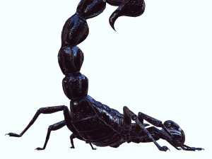 Egyptian Scorpion 3D Model