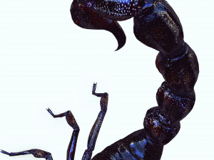 Egyptian Scorpion 3D Model