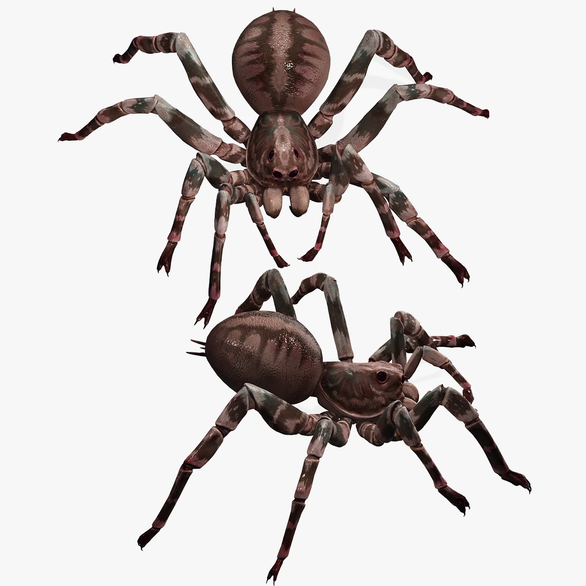 Spider 3D Model .c4d .max .obj .3ds .fbx .stl .blend 
