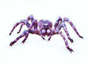 Spider 3D Model