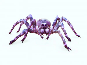 Spider 3D Model