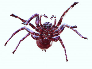 Spider 3D Model
