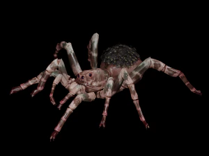 Spider 3D Model
