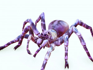 Spider 3D Model