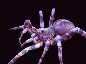 Spider 3D Model