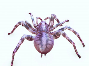 Spider 3D Model