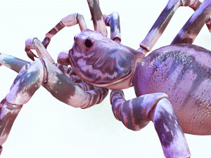 Spider 3D Model