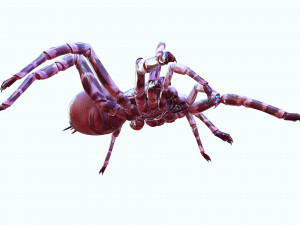 Spider 3D Model